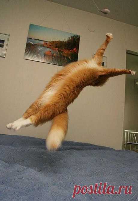 Back Flip Cat | Funny cats