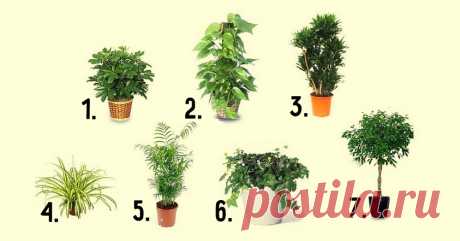 7 лучших комнатных растений для очистки воздуха в помещении Подберите несколько растений и пусть вам дышится легко.