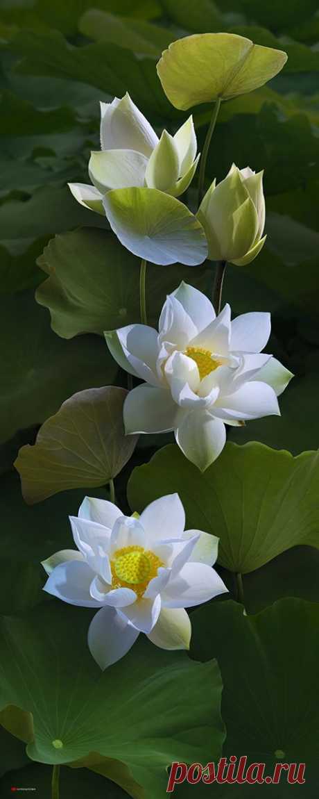 white lotus,  
ElemenoP из ElemenoP   |   Pinterest • Всемирный каталог идей