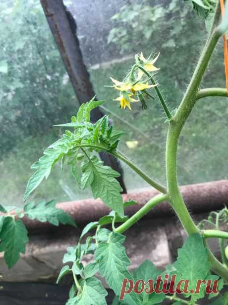 Выращивание помидор в теплицах