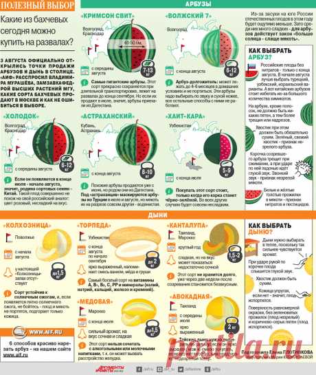 Как не ошибиться в выборе арбуза и дыни. Инфографика | Инфографика | Вопрос-Ответ | Аргументы и Факты