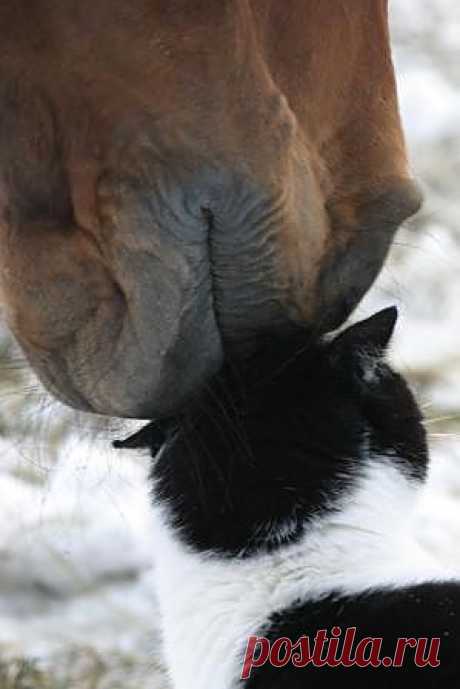 cats and horses that are friends | Horses and Cats!