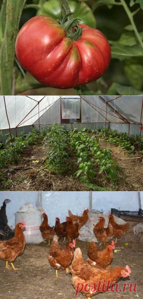 Как выращивать вкусные и целебные томаты, создавая живую почву в теплице / томаты / 7dach.ru