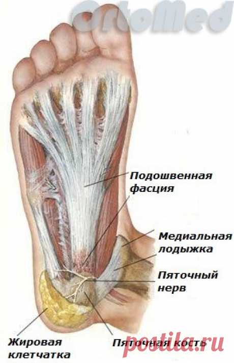 Пяточная шпора: причины, симптомы, лечение | Подошвенный фасциит