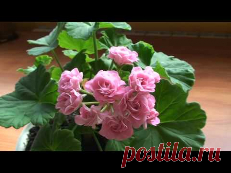 Australian pink rosebud пеларгония