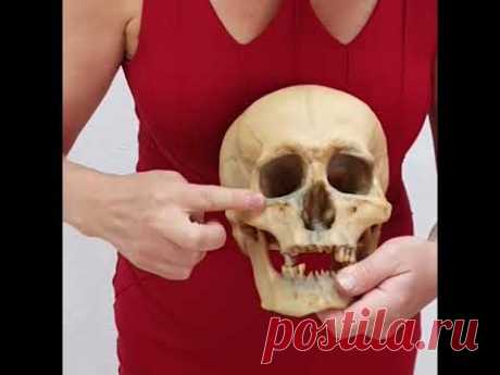 Анатомия человека. Кости черепа. Массаж лица. Миофасциальный массаж