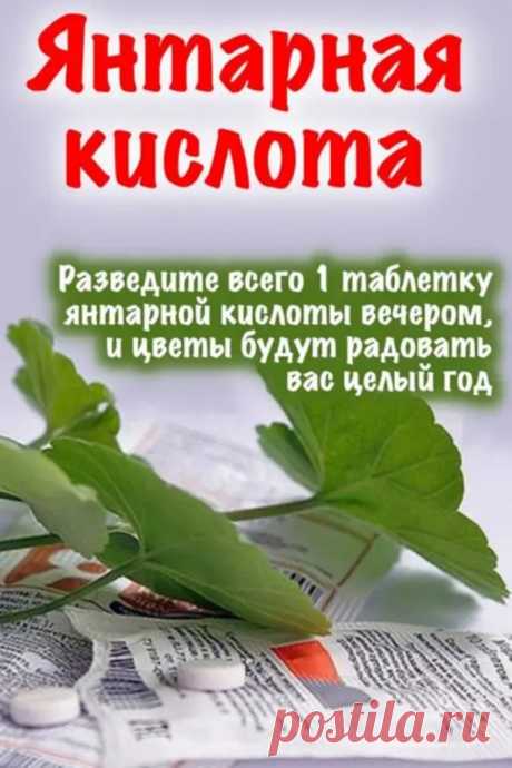 Разведите всего одну таблетку янтарной кислоты вечером и цветы будут радовать вас целый год — Женский калейдоскоп