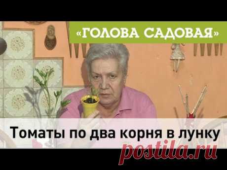 Голова садовая - Томаты по два корня в лунку