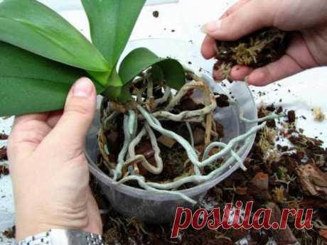 Когда и как пересадить орхидею - пошаговое руководство