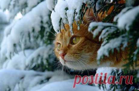 30 Cats In Snow