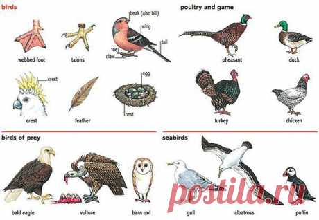 Названия птиц по-английски: | Учите Английский язык. Learn English