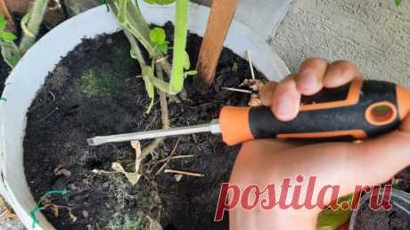 Как понять, что пора поливать ваши растения: простой трюк