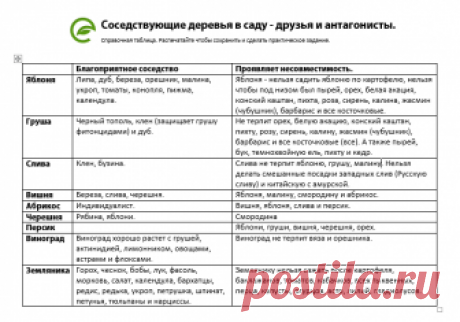 Совместимость плодовых деревьев в Вашем саду. Скачайте таблицу совместимости плодовых растений. Узнайте условия, которые нужно выдержать, чтобы Ваш сад был лучшим в округе и давал максимальный урожай.