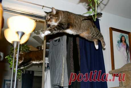 Забавные фото летающих котов) | МИ_МИ_МИ | Яндекс Дзен