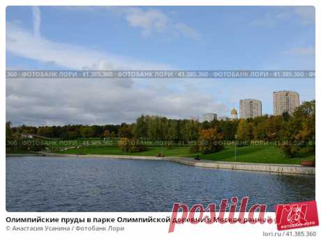 Олимпийские пруды в парке Олимпийской деревни в Москве ранней осенью. Стоковое фото, фотограф Анастасия Усанина / Фотобанк Лори