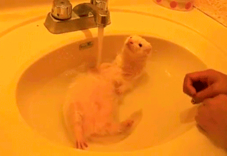 Животные принимающие ванну — самая милая вещь в мире