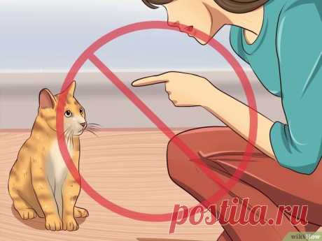 How to Train a Cat to Stop Doing Almost Anything: 9 Steps