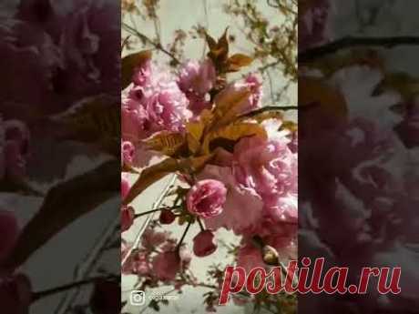#сакура #цветы #хорватия больше о стране на канале