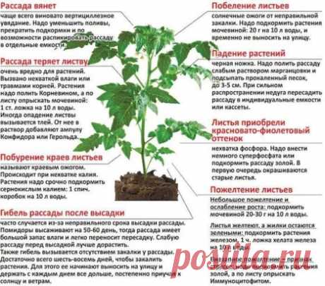 Полезный пост про рассаду.