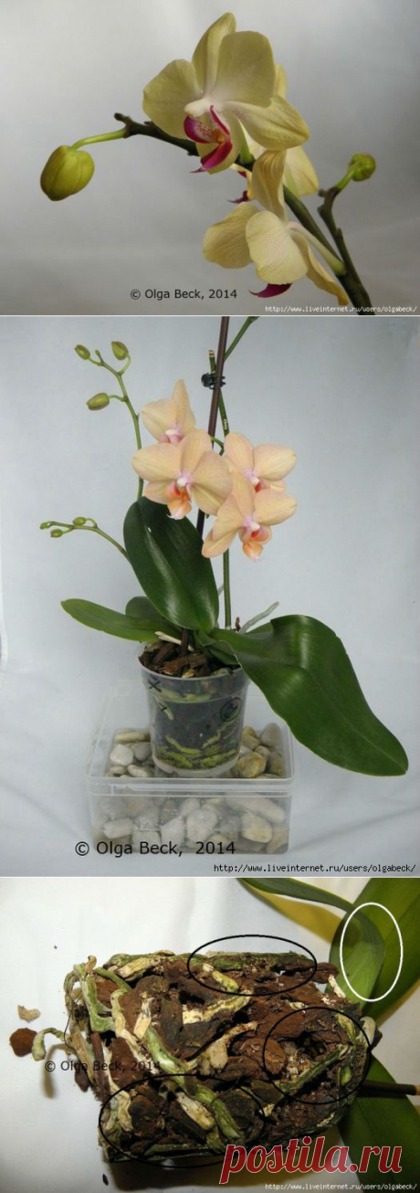 Почему у орхидеи вянут цветы и бутоны. Проблемы цветения.