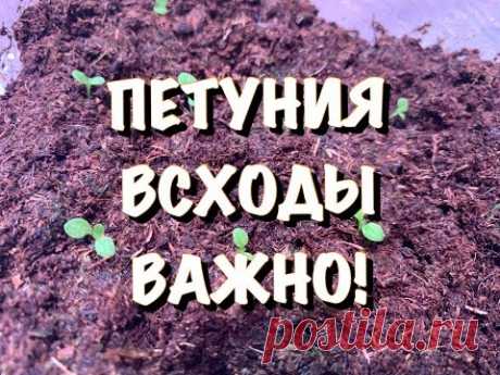 🌸ВЗОШЛА ПЕТУНИЯ! СРОЧНО НУЖНО кое-что сделать! НЕ ВЫТЯНЕТСЯ И НЕ ПОГИБНЕТ