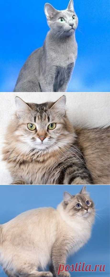Самые популярные русские породы кошек