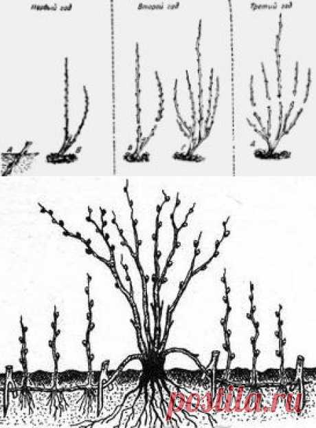 Способы размножения (посадки) черной смородины и уход