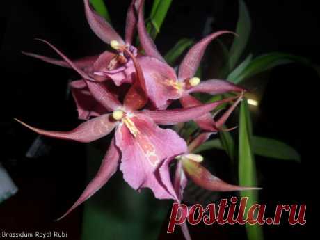 Орхидеи .Brassidum Royal Rubi
