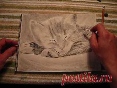 how to draw a kitten - YouTube