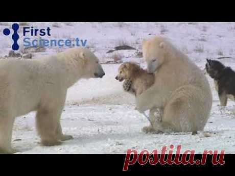 ▶ Polar bears and dogs playing - YouTube