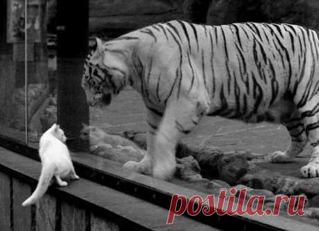 Cat and Tiger | Funny cats