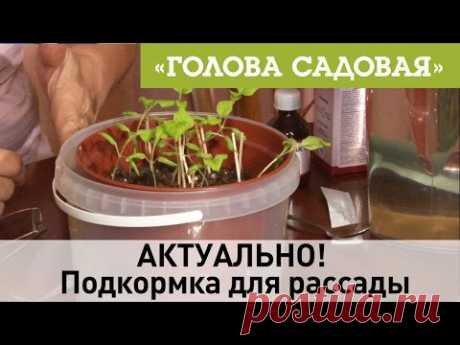 Голова садовая - АКТУАЛЬНО! Подкормка для рассады