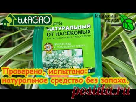 ОДИН РАЗ ОПРЫСКАЛ И ВСЕ ВРЕДИТЕЛИ СДОХЛИ. От тлей, трипсов, белокрылки даже на рассаде ЭТО поможет.