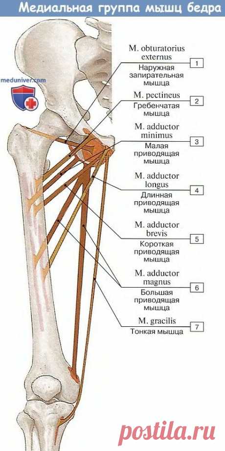 Пин содержит это изображение: Анатомия мышц бедра