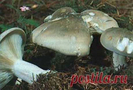 Говорушкасерая, говорушка дымчатая (Clitocybe nebularis (Lepista nebularis))