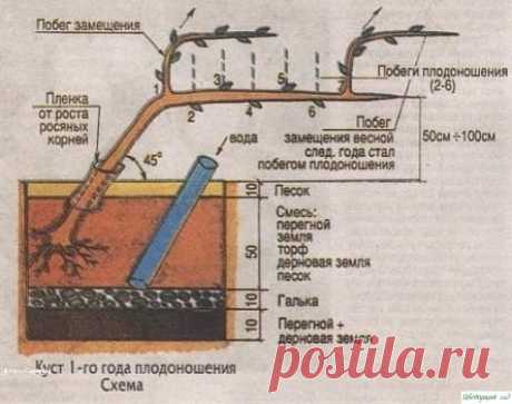 Как выращивать виноград без особых хлопот — Садоводка