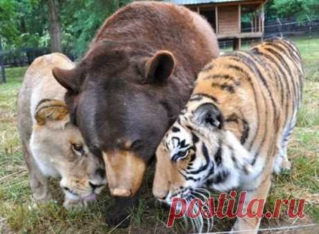 Тигр, медведь и лев дружат на протяжении 15 лет