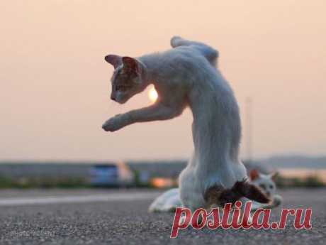 Кунг-фу коты: настоящие мастера боевых искусств