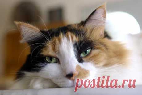 About Tortoiseshell Cats' History and Markings