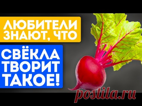 Почему людям этого не говорят?! Что вытворяет свёкла при ежедневном употреблении