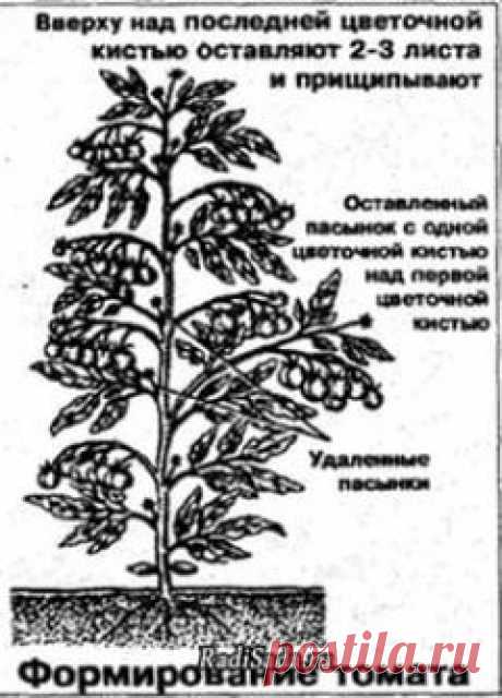 Помидоры и другие материалы. Новое в Вашей подборке на Постиле - rudenskiy62@mail.ru - Почта Mail.Ru