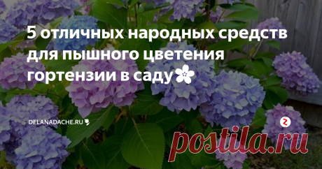 5 отличных народных средств для пышного цветения гортензии в саду🌸 Цветущая гортензия – одно из главных ярких украшений любого сада, но само растение считается прихотливым и цветет не всегда. Я знаю, как быстро простимулировать образование бутонов и сделать так, чтобы они продержались как можно дольше. Попробуйте подкормить куст одним из предложенных народных средств:
разведите в ведре воды литровый пакет кефира, простокваши или сыворотки. Понадобится любой кисло