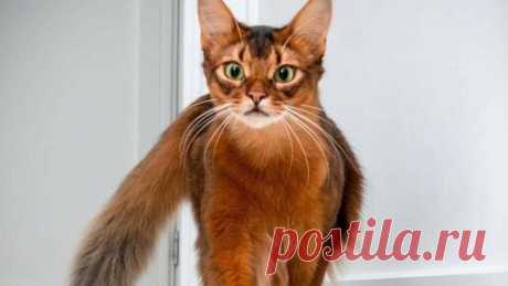 Красивая, подвижная, ловкая, любознательная и дружелюбная - сомалийская кошка никого не оставляет равнодушным. Она мало известна в России: возможно,…