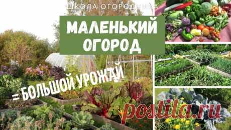 Большой урожай даже на маленьком огороде! / Как увеличить продуктивность своего маленького огорода Делюсь без прикрас личным опытом использования дачного участка размером 3.5 сотки. С этого огорода я многие годы собирала достаточные для моей семьи урожаи овощей, зелени, ягод. Конечно, я приспособилась к нему: к его условиям влажности и температуры, к его сложной почве, но это не сделало его больше!