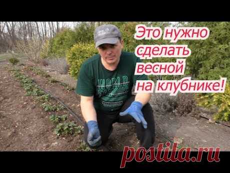 Первые работы на клубнике ранней весной- что делаем в первую очередь.