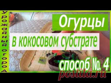 СЕЕМ ОГУРЦЫ В КОКОСОВЫЙ СУБСТРАТ!!! ОТЛИЧНЫЙ СПОСОБ №4