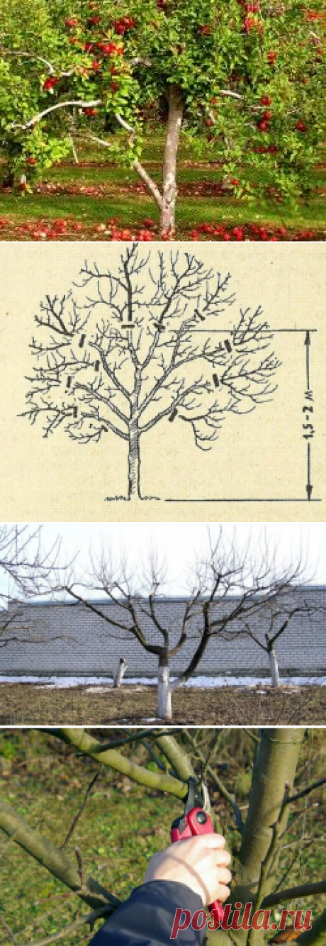 Как омолодить яблоню осенью: способы, сроки, правила, схема обрезок старого дерева, фото, видео