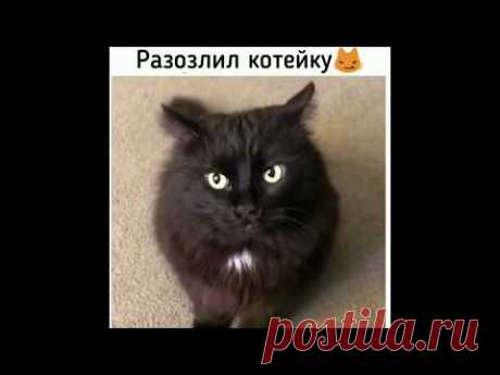 НОВЫЕ смешные ПРИКОЛЫ про животных 2019 года - Funny Pets 2019! - YouTube