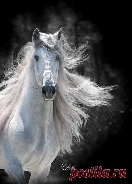 Stunning! | Horses: Heart &amp; Soul / Vaulting
