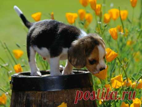 Cute spring puppy - Daydreaming Photo (29740534) - Fanpop fanclubs